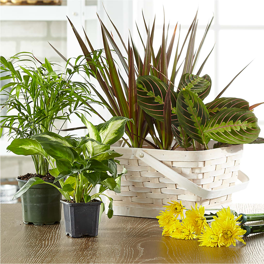 Florist Designed Blooming and Green Plants in a Basket – A Special Design Florist, Newport News VA