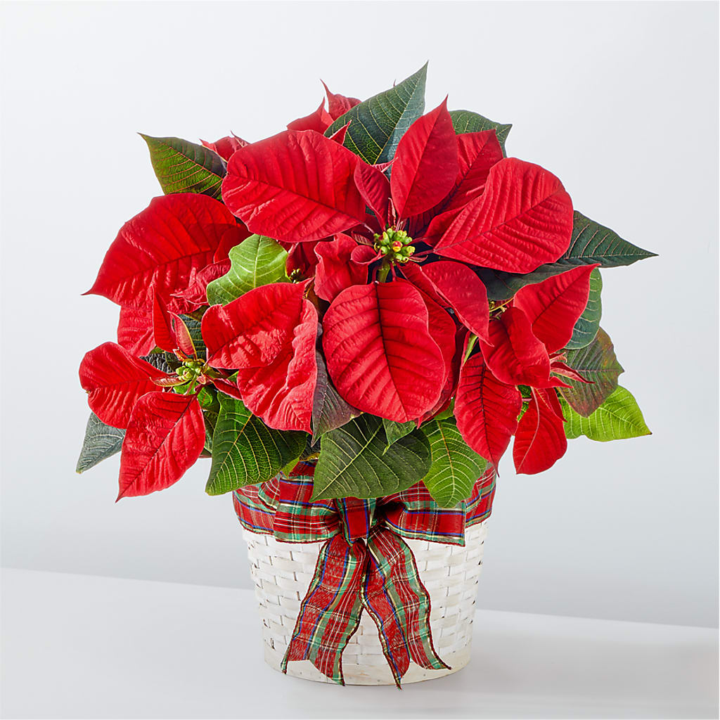 Happiest Holidays Poinsettia – A Special Design Florist, Newport News VA