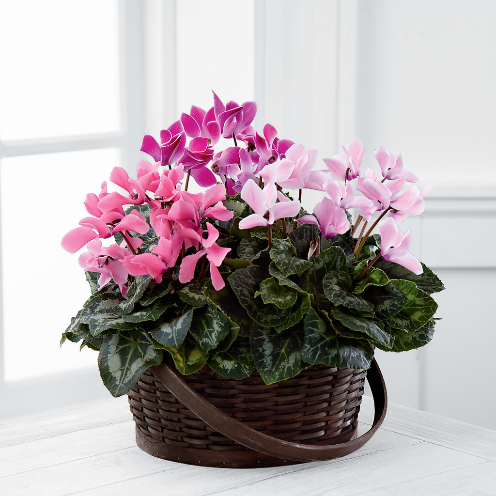 Mixed Cyclamen Planter – A Special Design Florist, Newport News VA