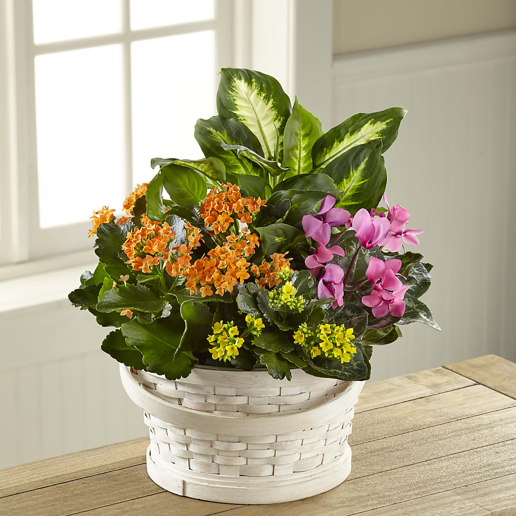 Color Crush Dishgarden – A Special Design Florist, Newport News VA