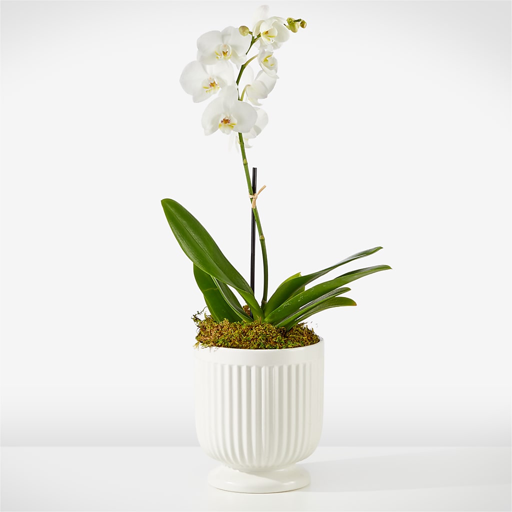 Whispering White Orchid – A Special Design Florist, Newport News VA