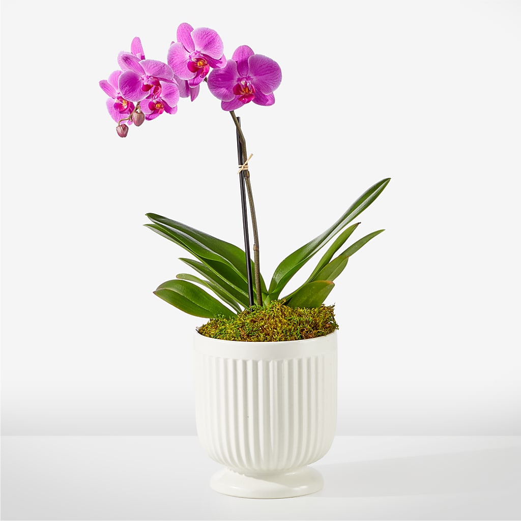 Friendly Fuchsia Orchid – A Special Design Florist, Newport News VA