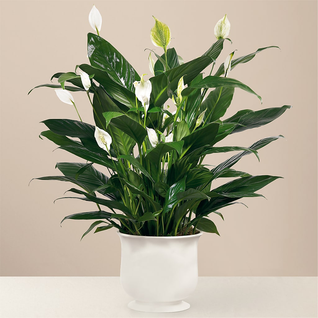 Comfort Planter – A Special Design Florist, Newport News VA