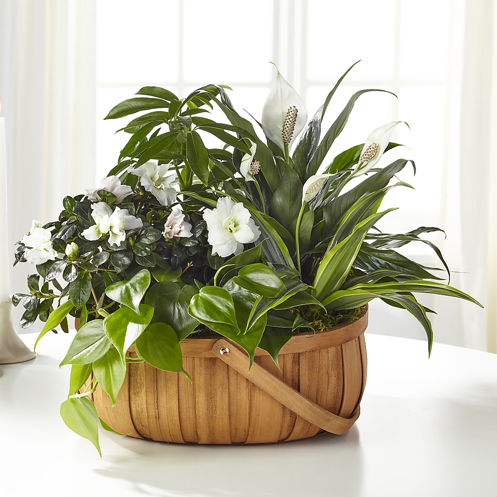 Serene Dishgarden – A Special Design Florist, Newport News VA