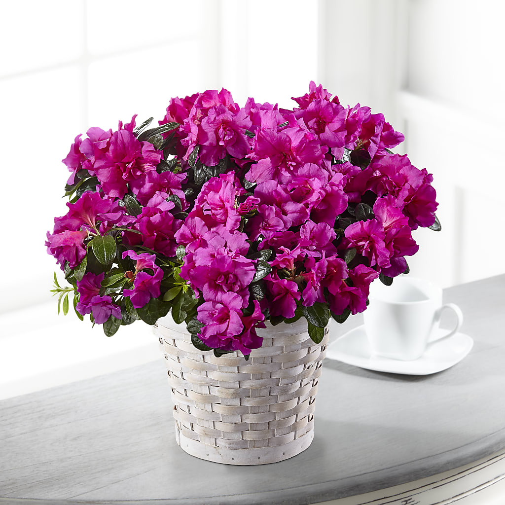 Hope & Serenity Azalea Plant – A Special Design Florist, Newport News VA
