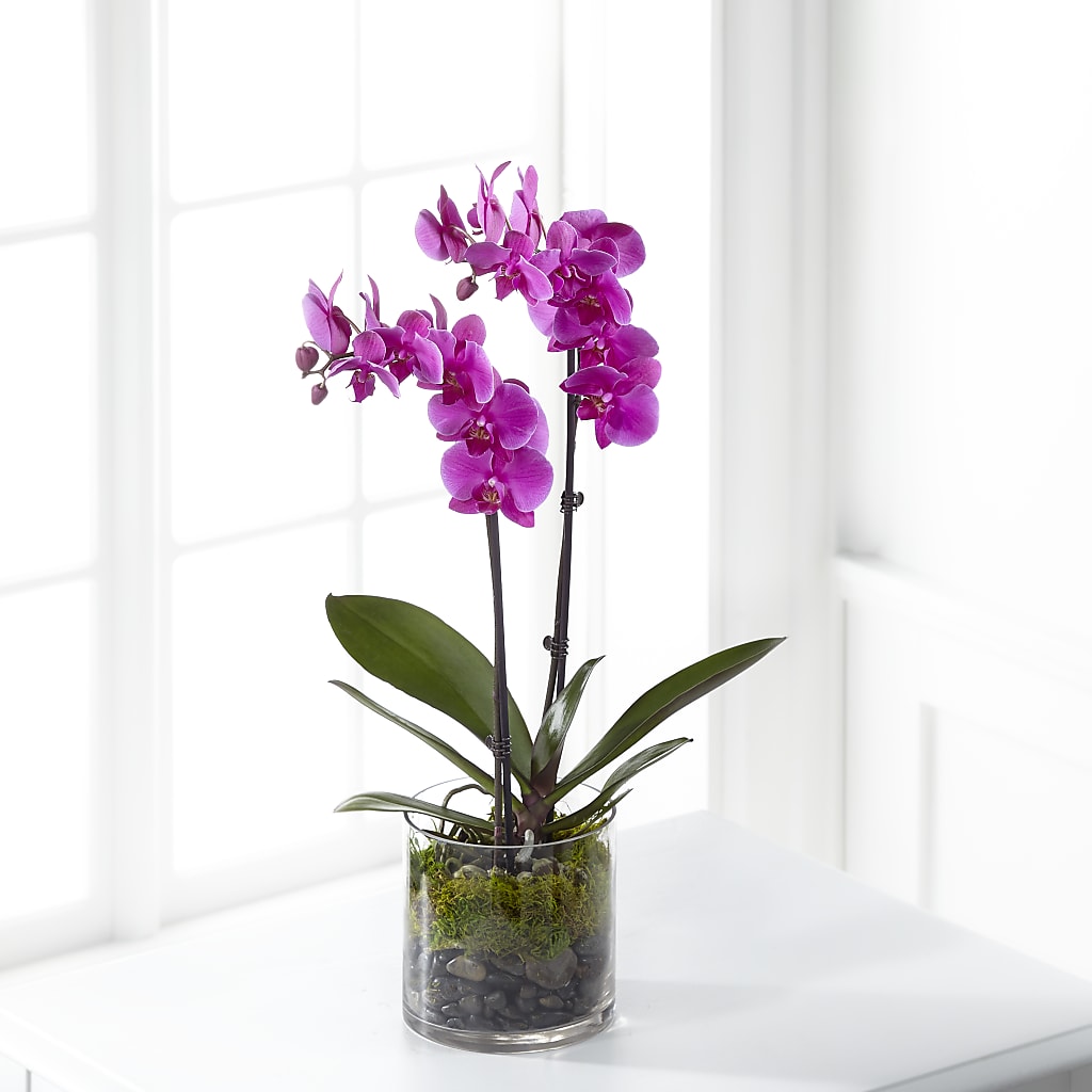 Pink Orchid Plant – A Special Design Florist, Newport News VA