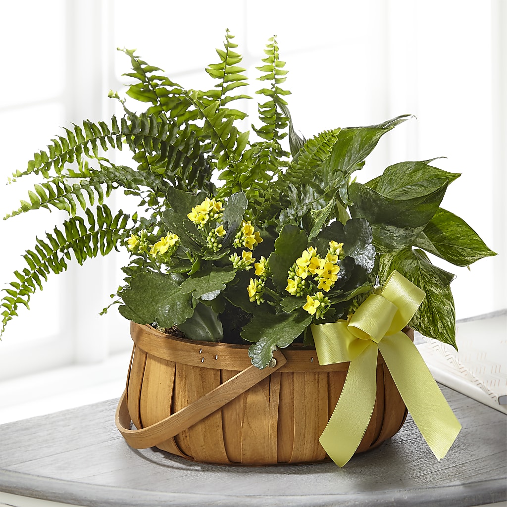 Always Dear Dishgarden – A Special Design Florist, Newport News VA