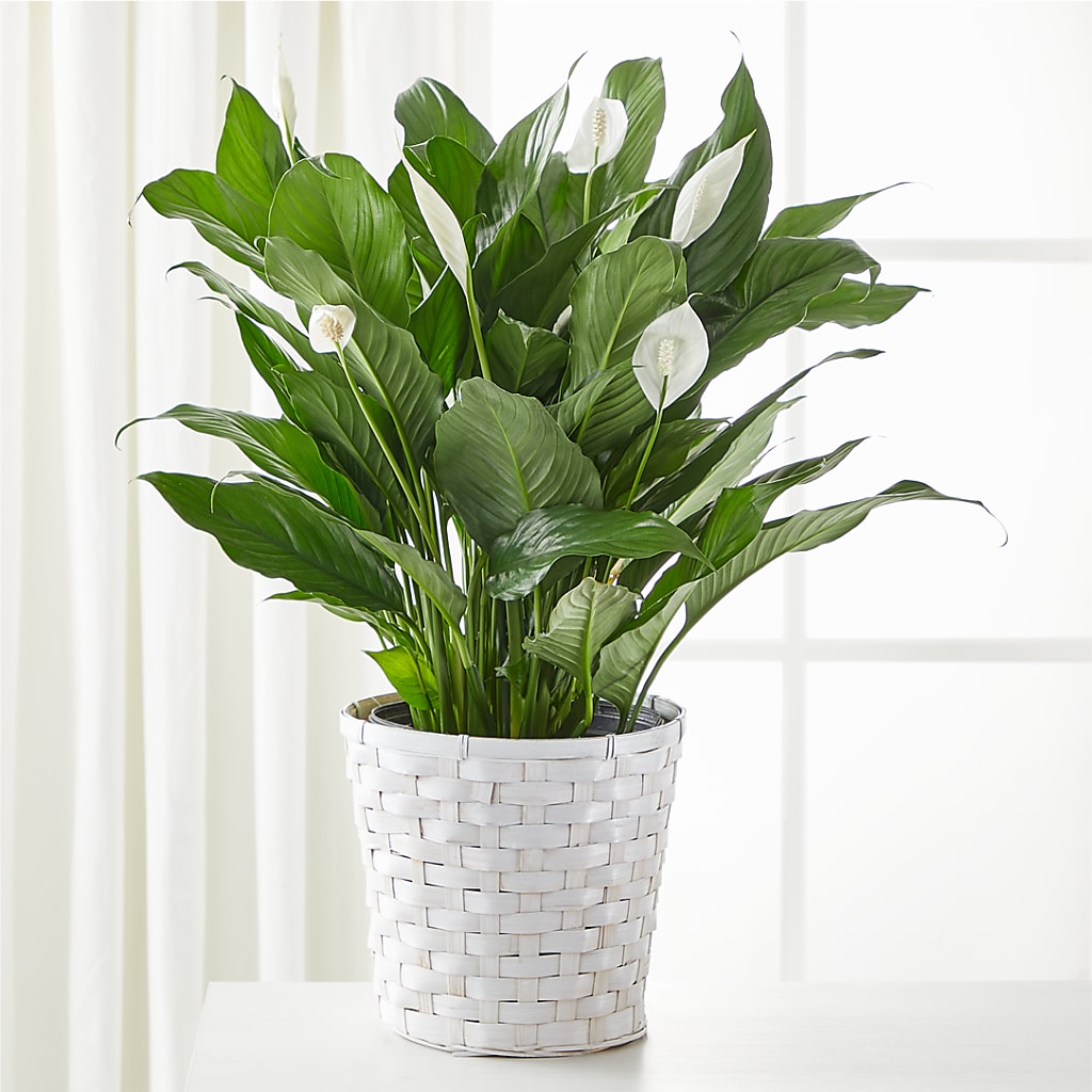 A New Leaf Peace Lily – A Special Design Florist, Newport News VA