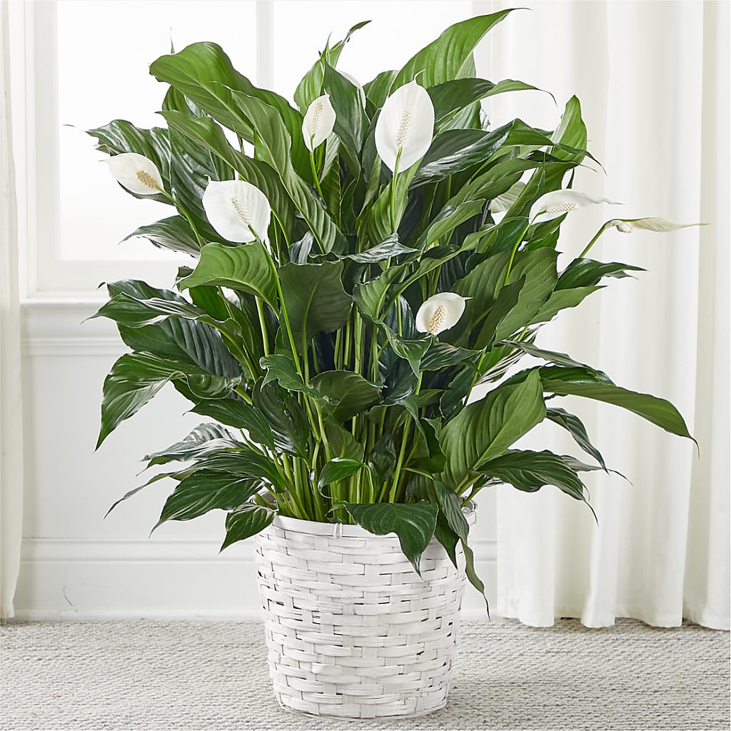 A New Leaf Peace Lily – A Special Design Florist, Newport News VA