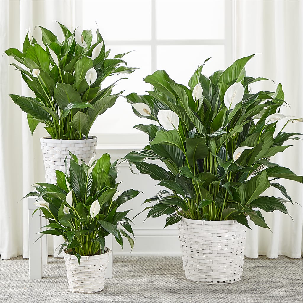 A New Leaf Peace Lily – A Special Design Florist, Newport News VA