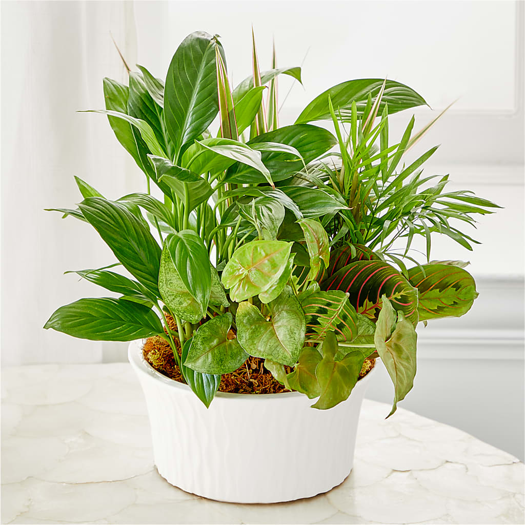Balance & Harmony Dishgarden – A Special Design Florist, Newport News VA
