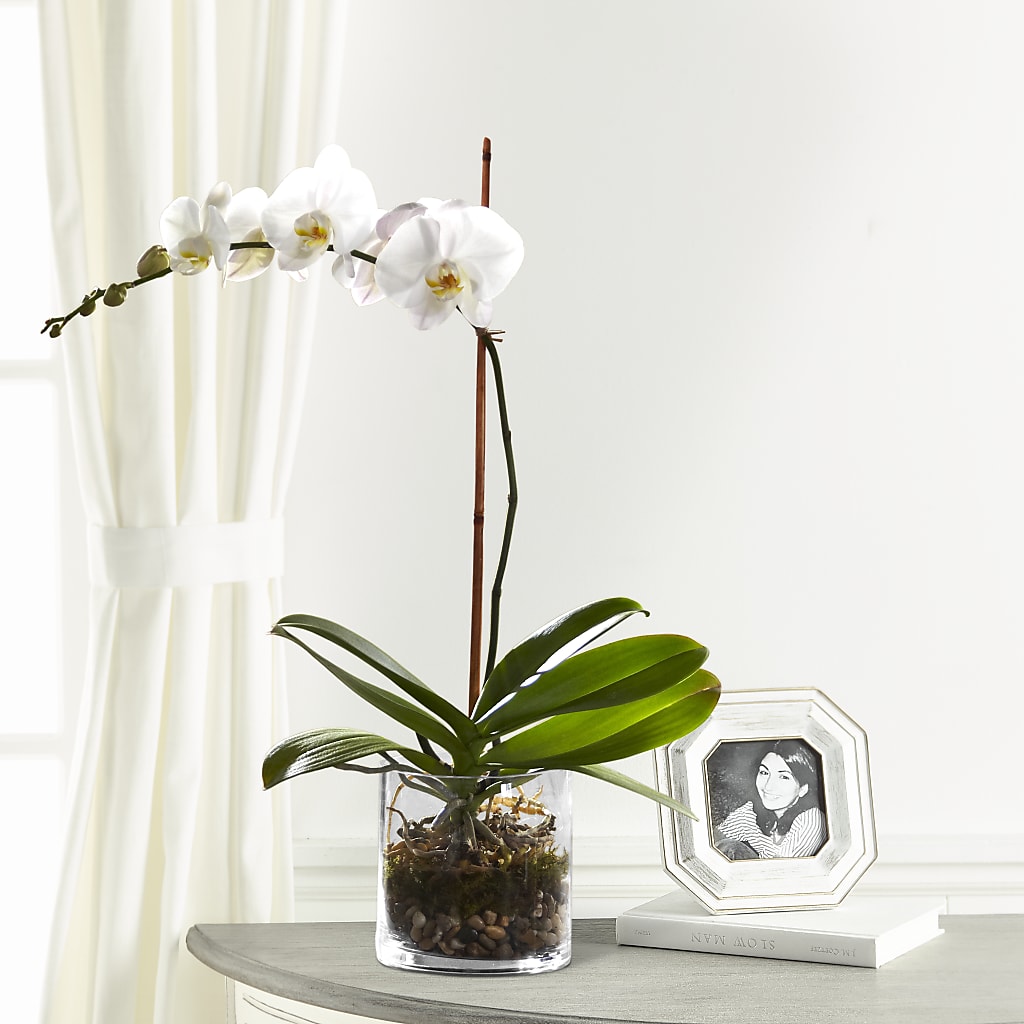 White Orchid Planter – A Special Design Florist, Newport News VA