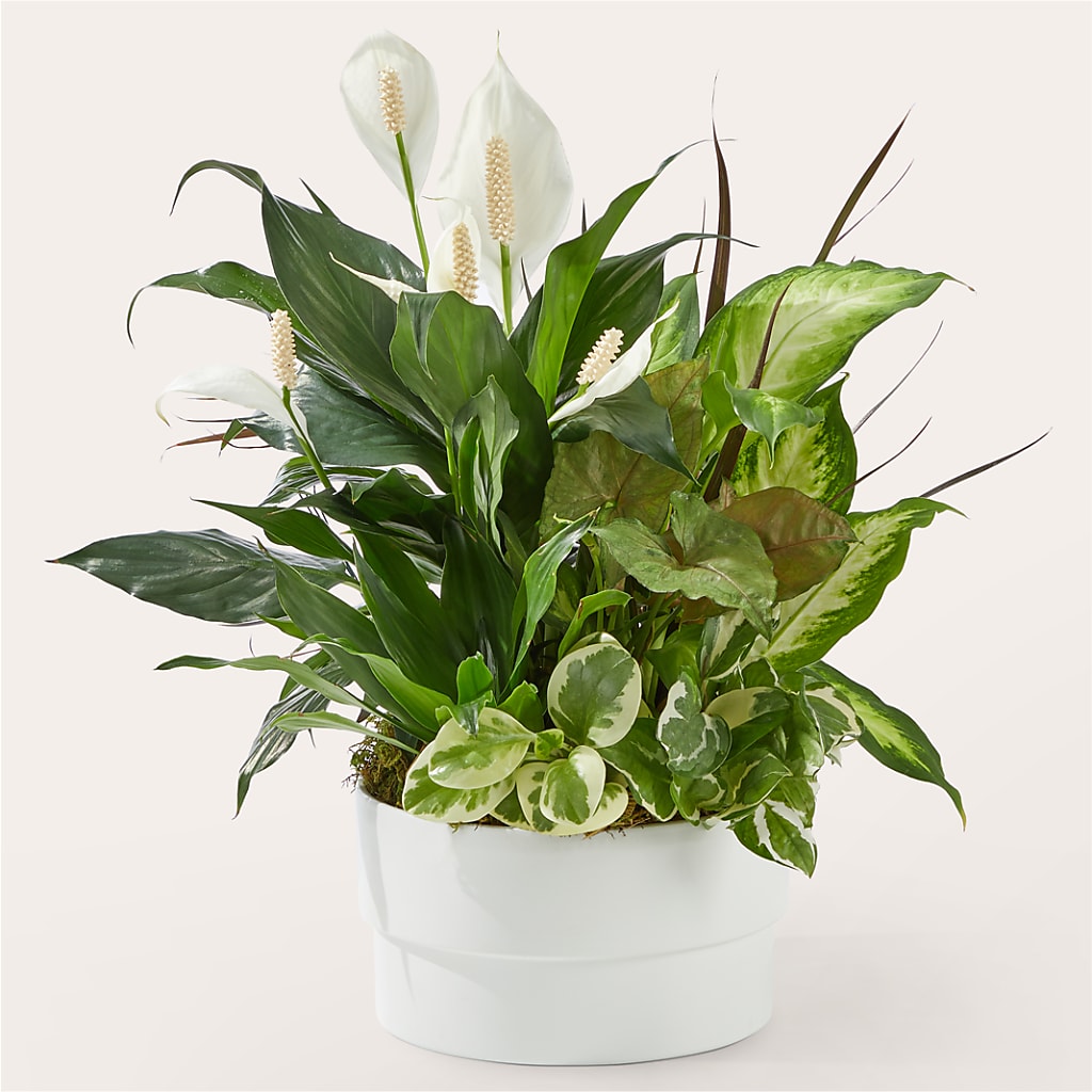 Radiating Positivity Dishgarden – A Special Design Florist, Newport News VA