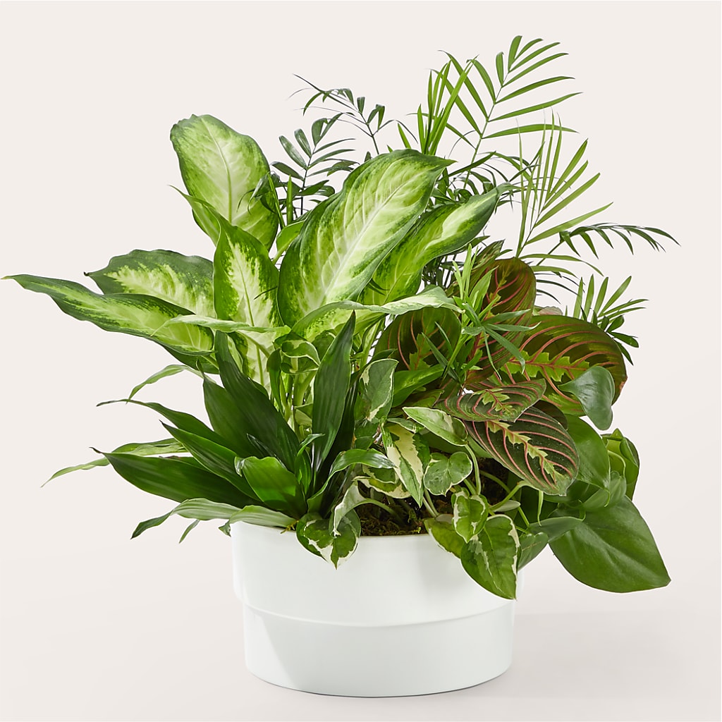 Radiating Positivity Dishgarden – A Special Design Florist, Newport News VA