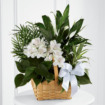 Peace & Serenity Dishgarden –  A Special Design Florist, Newport News VA