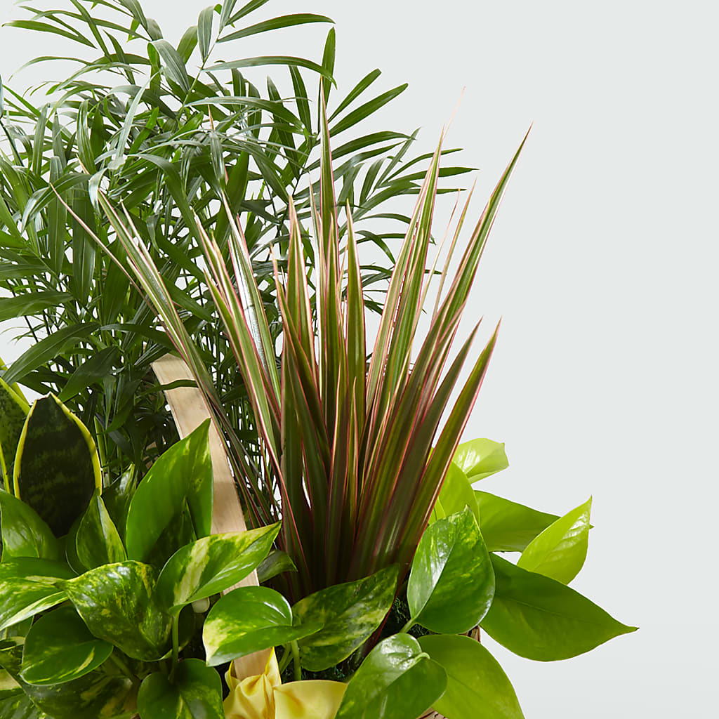 French Garden –  A Special Design Florist, Newport News VA