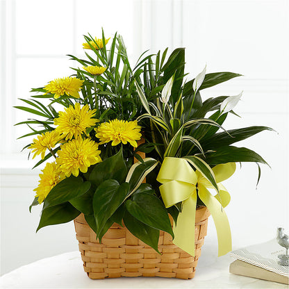 Loving Light Dishgarden –  A Special Design Florist, Newport News VA