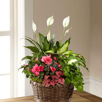 Dream in Pink Dishgarden –  A Special Design Florist, Newport News VA