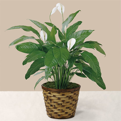 Tranquil Moments Peace Lily Plant –  A Special Design Florist, Newport News VA