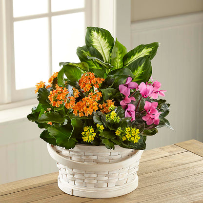 Color Crush Dishgarden –  A Special Design Florist, Newport News VA