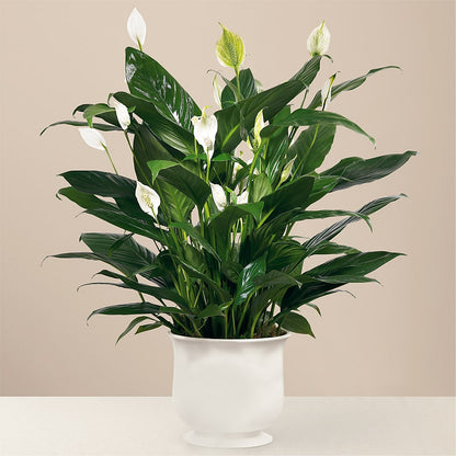 Comfort Planter –  A Special Design Florist, Newport News VA