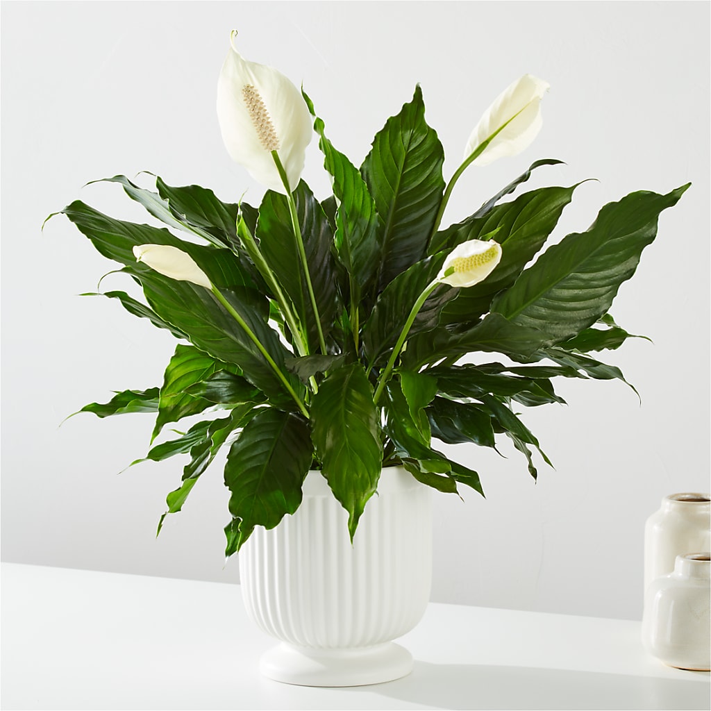 Comfort Planter –  A Special Design Florist, Newport News VA