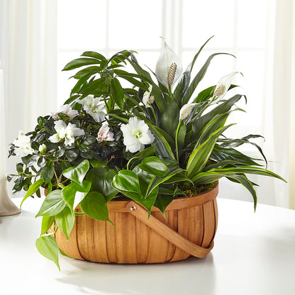 Serene Dishgarden –  A Special Design Florist, Newport News VA