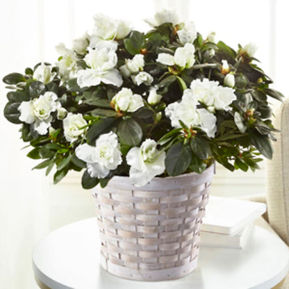White Azalea Plant –  A Special Design Florist, Newport News VA