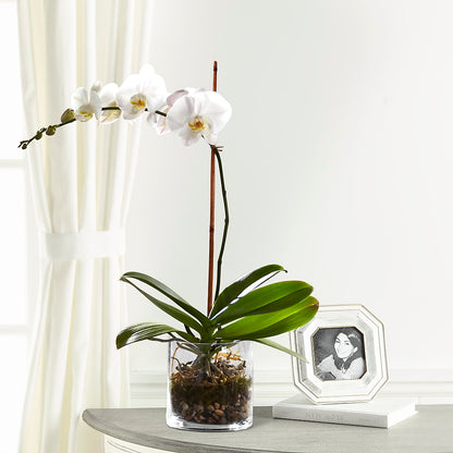 White Orchid Planter –  A Special Design Florist, Newport News VA