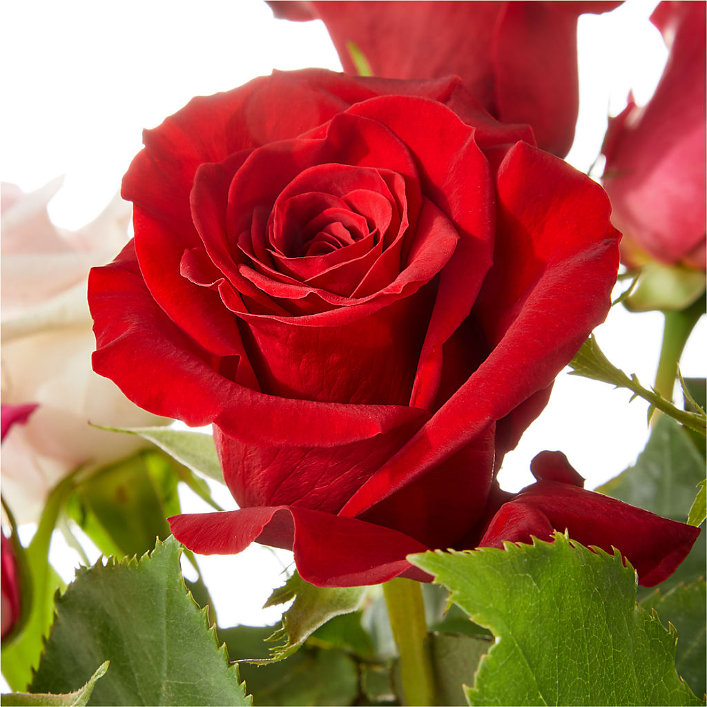 Love Notes Rose Bouquet –  A Special Design Florist, Newport News VA